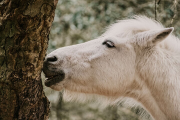 close up of a white horse rubbing against tree showing teeth chewing bark