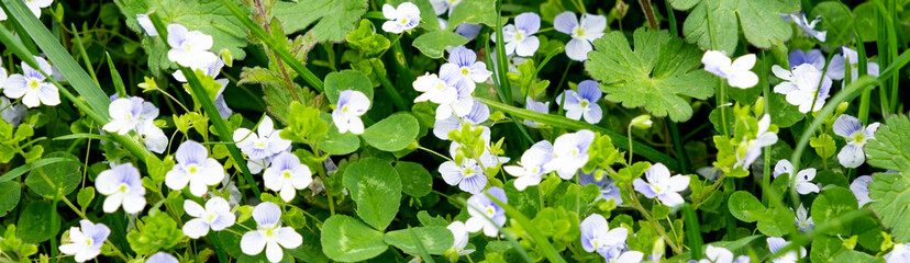 Blue spring flowers with green leaves as background, spring background