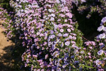 Obraz premium Margaret flower field in the garden of Thailand