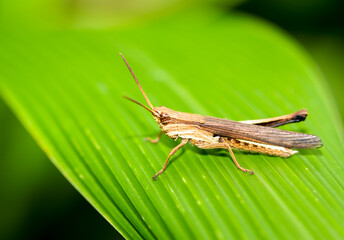 Grasshopper on a leaf in the forest
