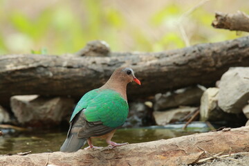 Green-winged Pigeon on the groundin nature.