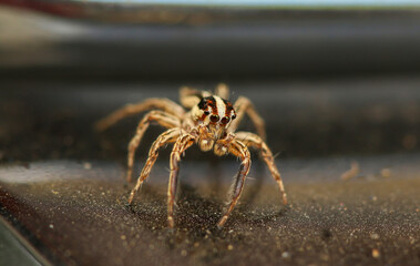Brown jumping spider in forest, Thailand