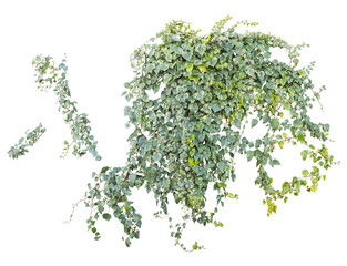 Isolated PNG cutout of an ivy plant on a transparent background, ideal for photobashing, matte-painting, concept art