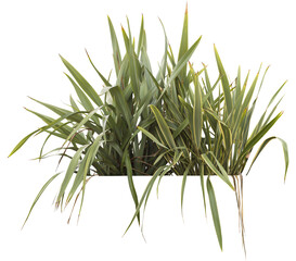 Isolated PNG cutout of a New Zealand flax plant on a transparent background, ideal for photobashing, matte-painting, concept art