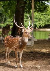 Wild South Texas Axis, Chital, or spotted Deer Buck.