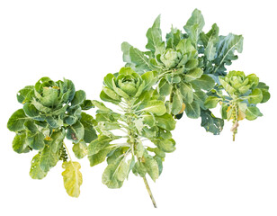 Isolated PNG cutout of Brussels sprout plants on a transparent background, ideal for photobashing, matte-painting, concept art
