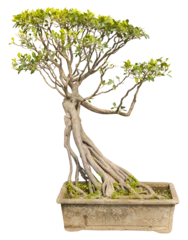 Fotobehang Bonsai Isolated PNG cutout of a bonsai on a transparent background, ideal for photobashing, matte-painting, concept art  © NomadPhotoReference