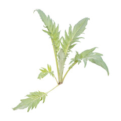 Isolated PNG cutout of a cardoon on a transparent background, ideal for photobashing, matte-painting, concept art