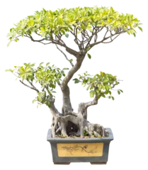 Fotobehang Bonsai Isolated PNG cutout of a bonsai on a transparent background, ideal for photobashing, matte-painting, concept art  © NomadPhotoReference