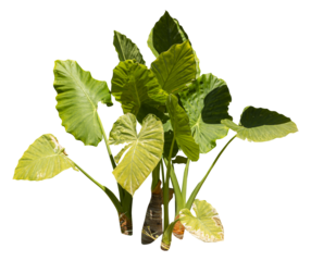 Isolated PNG cutout of a giant upright elephant ear plant on a transparent background, ideal for photobashing, matte-painting, concept art