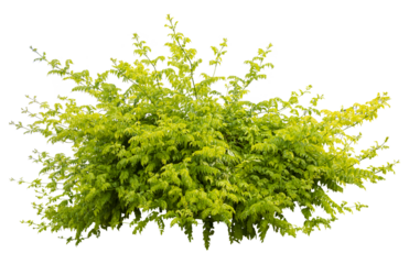 Isolated PNG cutout of a plant on a transparent background, ideal for photobashing, matte-painting, concept art