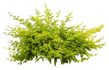 Tuinposter Isolated PNG cutout of a plant on a transparent background, ideal for photobashing, matte-painting, concept art © NomadPhotoReference