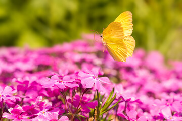 lemon butterfly on pink blossoms