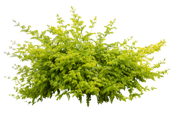 Isolated PNG cutout of a plant on a transparent background, ideal for photobashing, matte-painting, concept art