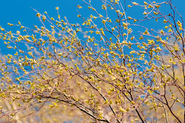 leaves on blue sky