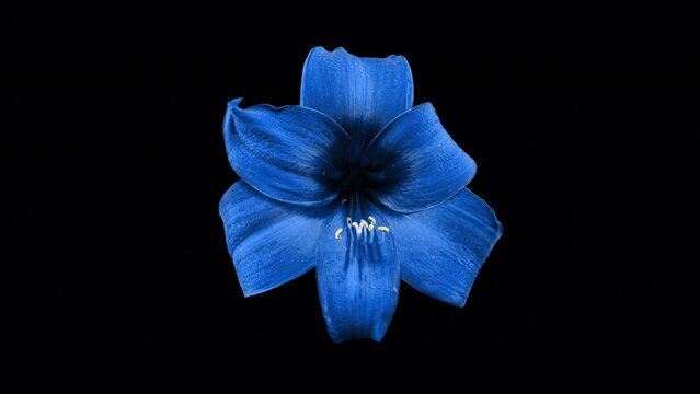 Blue Amaryllis Flower Rebirth from Wilted Plant to Fresh Bloom. Perfect Blooming Flowerpot Hippeastrum Reverse Time Lapse with Alpha Matte. The Birth of Beauty
