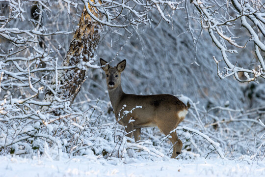 Reh im Winter zischen B&auml;umen