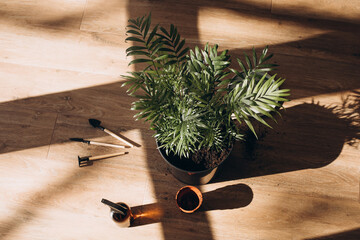 Transplanting a home pot into another pot. Preparing for transplanting a flowerpot green decorative palm on the floor with shadows. Top view, selective focus