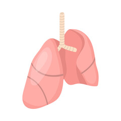Human Lungs Anatomy Composition