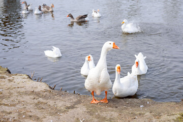 Goose on rural barnyard. Waterfowl free range. Farming concept