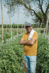 A young man working in vegetable field. (tomato field).selective focus, shallow depth of field, follow focus, or blur
