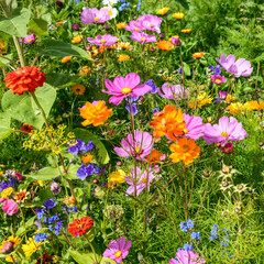 Herrlich bunte Wiesenblumen und Kräuter blühen am Feldrand, Biodiversität und ökologische Vielfalt 