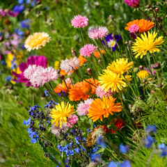 Herrlich bunte Wiesenblumen und Kräuter blühen am Feldrand