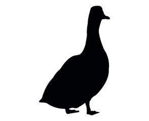 Vector flat duck silhouette isolated on white background
