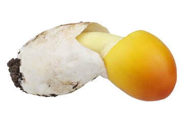 Caesar's mushroom. Delicacy