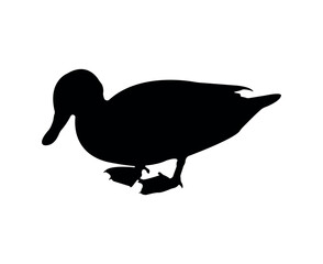 Vector flat duck silhouette isolated on white background