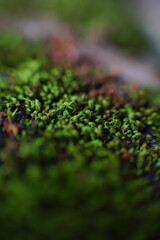 close up of moss on a moss
