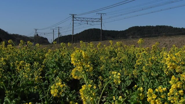 菜の花の咲く近江路を走る223系普通列車 （東海道本線 安土 - 能登川, 2023年3月）