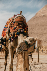 Camel in Giza Pyramid Complex, Egypt