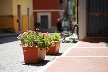 Fototapeta na wymiar Beautiful flower pots on the street of Corniglia, nestled in the middle of the five centuries-old villages of Cinque Terre, Liguria, Italy.