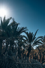 Palm trees next to Mountain of dead in Siwa Oasis, Egypt	