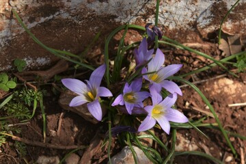 Crocus-leaved Romulea (Romulea bulbocodium) in lush pink bloom next to withered limestone rock, embedded in maroon color soil near Puerto del Correo Pass in the Sierra Grazalema mountains, Spain
