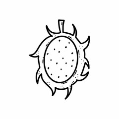 Dragon fruit. Exotic plant. Vector doodle illustration. Contour. Hand drawn sketch. Icon.