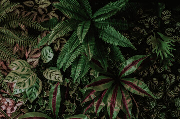 Fototapeta na wymiar abstract, agriculture, autumn, background, backgrounds, banana leaf, beautiful, bright, close-up, closeup, colorful, dark background, dark green, decoration, fern, flora, foliage, forest, fresh, garde