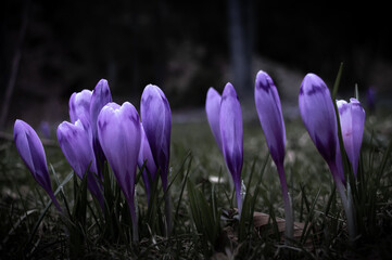 Crocus flower with shallow dof of field in springtime. Beautiful and creative composition of a...