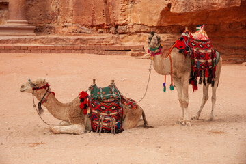 Jordan. Peter. Treasury. Two camels are resting near treasury. One camel lies. Second camel is...