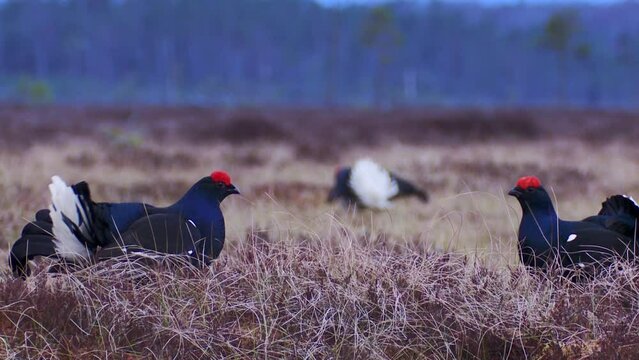 Two Black grouse fight on the bog. Black Grouse lek at sunrise. Black grouse Tetrao tetrix.