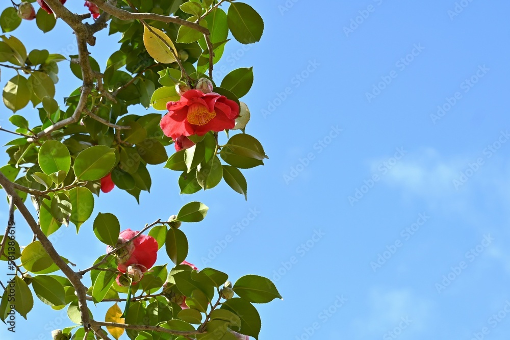 Poster Red camellia flowers. Five-petaled flowers bloom from February to April, and dark brown seeds come out from ripe fruits from September to November.