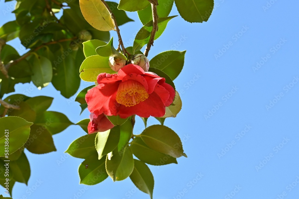 Sticker red camellia flowers. five-petaled flowers bloom from february to april, and dark brown seeds come o