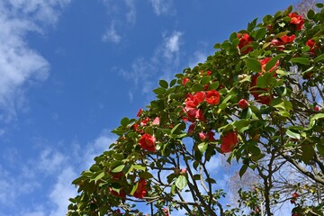 Red camellia flowers. Five-petaled flowers bloom from February to April, and dark brown seeds come...