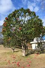 Red camellia flowers. Five-petaled flowers bloom from February to April, and dark brown seeds come...