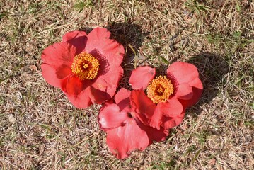 Red camellia flowers. Five-petaled flowers bloom from February to April, and dark brown seeds come...