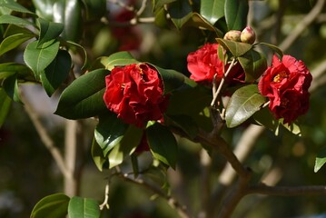 Red camellia flowers. Five-petaled flowers bloom from February to April, and dark brown seeds come out from ripe fruits from September to November.