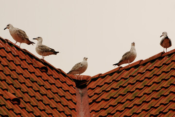 seagull on roof