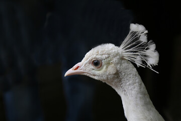 close up of a head of a peacock
