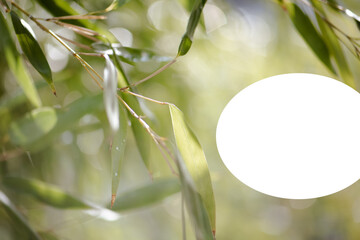 Bamboo with water droplets glistening in the sun